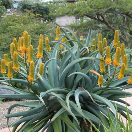 Nasiona Aloesu Złotego - Aloe Thraskii