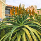 Nasiona Aloesu Złotego (Aloe thraskii)