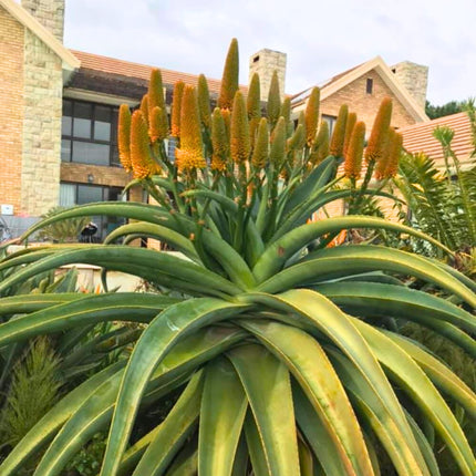 Nasiona Aloesu Złotego - Aloe Thraskii