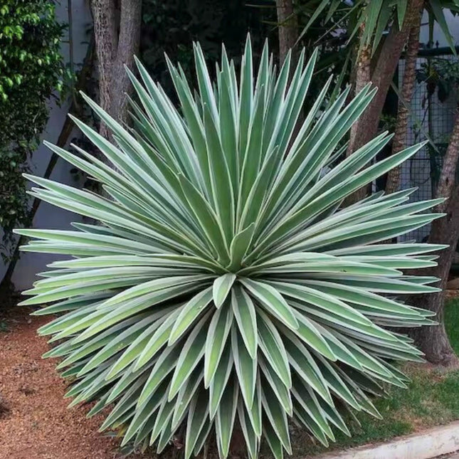Nasiona Agawy Pasiastej - Agave Angustifolia Variegata