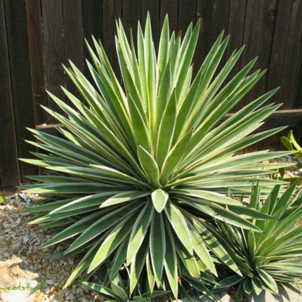 Nasiona Agawy Pasiastej - Agave Angustifolia Variegata