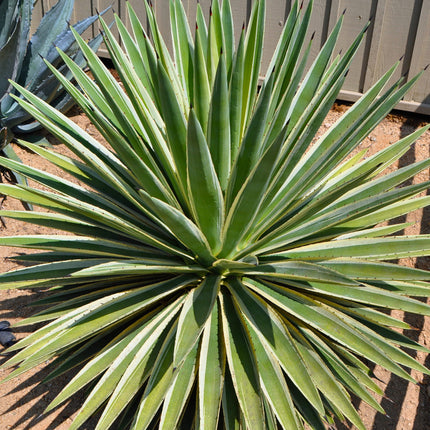 Nasiona Agawy Pasiastej - Agave Angustifolia Variegata