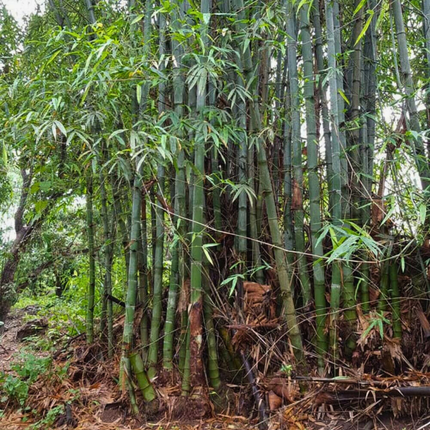 Nasiona Bambusa Olbrzymiego - Dendrocalamus Sericeus