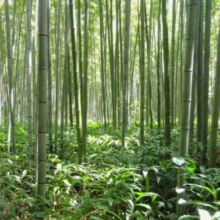 Nasiona Bambusa Olbrzymiego - Dendrocalamus Sericeus