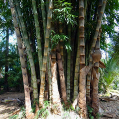 Nasiona Bambusa Olbrzymiego - Dendrocalamus Sericeus