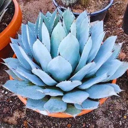 Nasiona Agawy Parryi - Agave Parryi var. Parryi