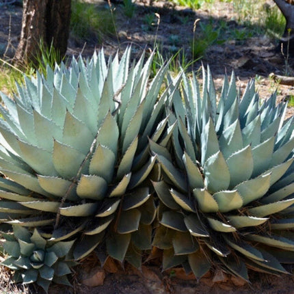 Nasiona Agawy Parryi - Agave Parryi var. Parryi