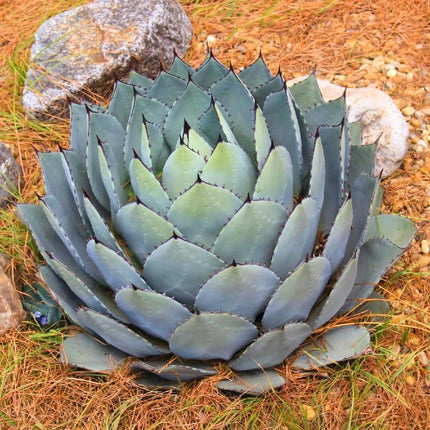 Nasiona Agawy Parryi - Agave Parryi var. Parryi