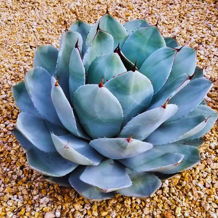 Nasiona Agawy Parryi - Agave Parryi var. Parryi