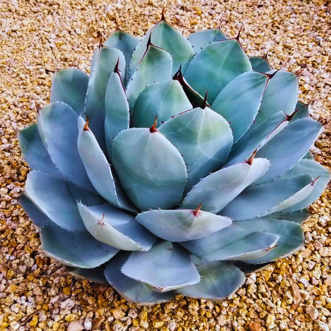 Nasiona Agawy Parryi - Agave Parryi var. Parryi