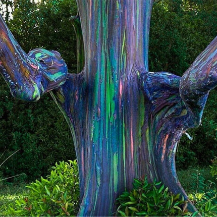 Nasiona Eukaliptusa Tęczowego - Eucalyptus Deglupta