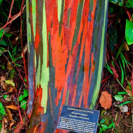 Nasiona Eukaliptusa Tęczowego - Eucalyptus Deglupta