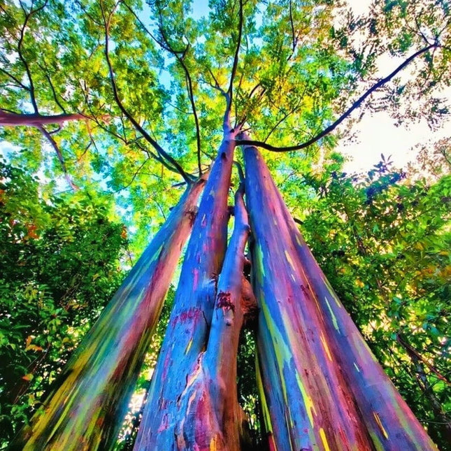 Nasiona Eukaliptusa Tęczowego - Eucalyptus Deglupta