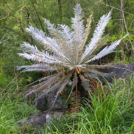 Nasiona Srebrnego Sagowca - Cycas sp. 'Silver'