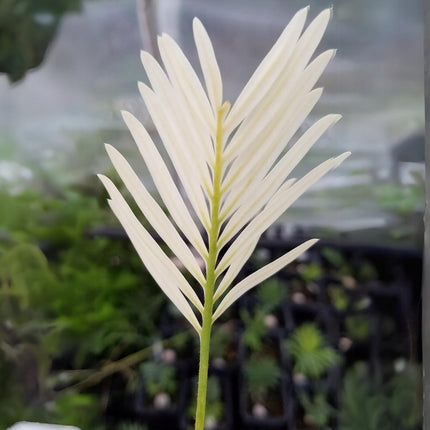Nasiona Srebrnego Sagowca - Cycas sp. 'Silver'