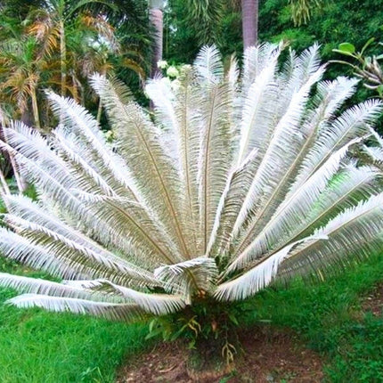 Nasiona Srebrnego Sagowca - Cycas sp. 'Silver'