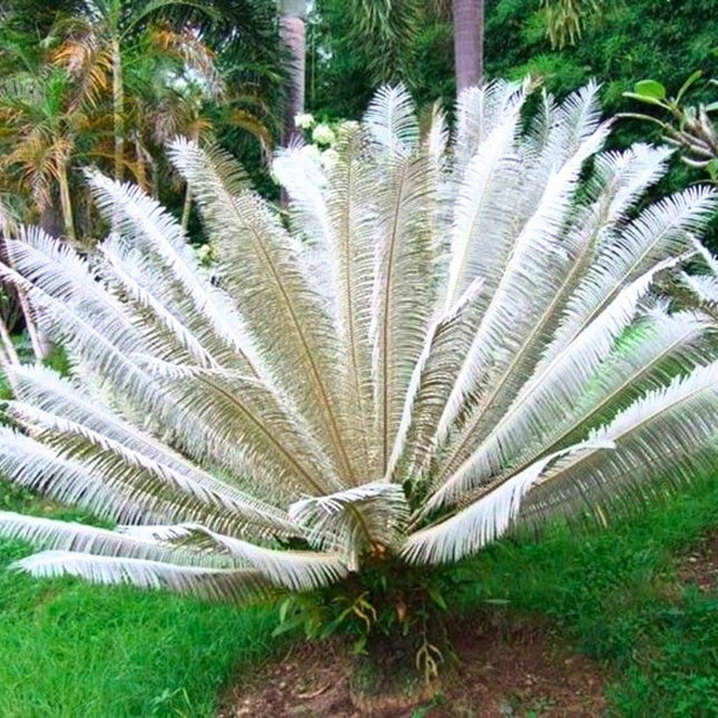 Nasiona Srebrnego Sagowca - Cycas sp. 'Silver'
