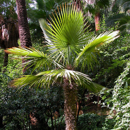 Nasiona Urugwajskiej Palmy Igłowej - Trithrinax Brasiliensis