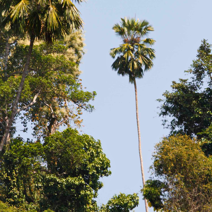 Nasiona Liwistonii Jenkinsiana - Livistona Jenkinsiana