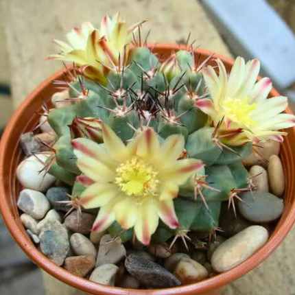 Nasiona Kaktusa Poduszeczki - Mammillaria Peninsularis