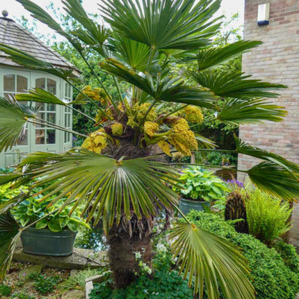 Nasiona Szorstkowca Wagnera - Trachycarpus Wagnerianus
