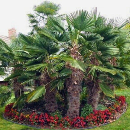 Nasiona Szorstkowca Wagnera - Trachycarpus Wagnerianus