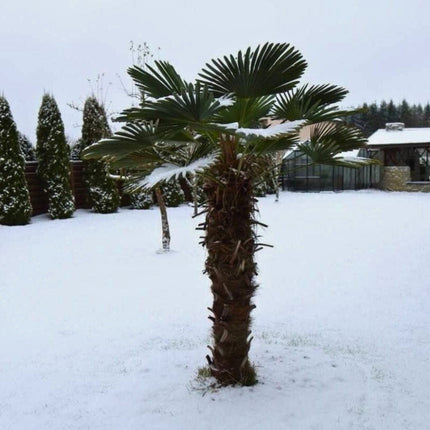 Nasiona Szorstkowca Wagnera - Trachycarpus Wagnerianus