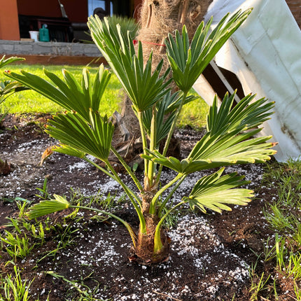 Nasiona Szorstkowca Wagnera - Trachycarpus Wagnerianus