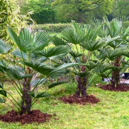 Nasiona Szorstkowca Wagnera - Trachycarpus Wagnerianus