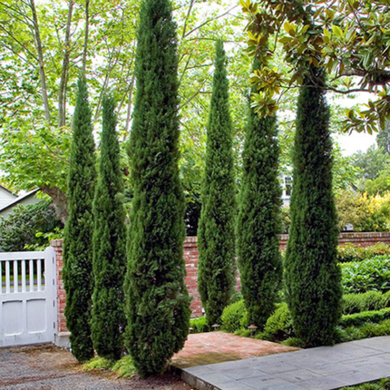 Nasiona Cyprysa Wiecznie Zielonego - Cupressus Sempervirens