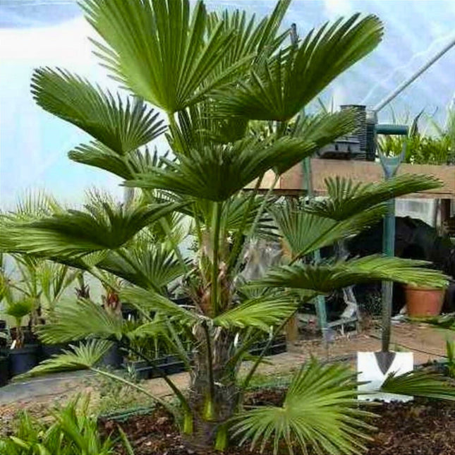 Nasiona Szorstkowca Wagnera - Trachycarpus Wagnerianus