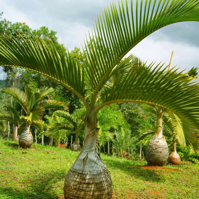 Nasiona Palmy Butelkowej - Hyophorbe Lagenicaulis