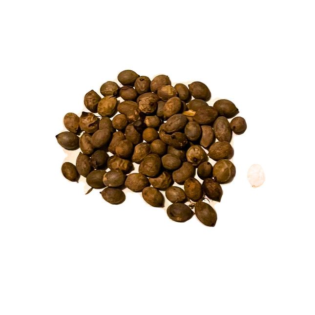 Nasiona Palmy Butelkowej - Hyophorbe Lagenicaulis