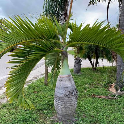 Nasiona Palmy Butelkowej - Hyophorbe Lagenicaulis