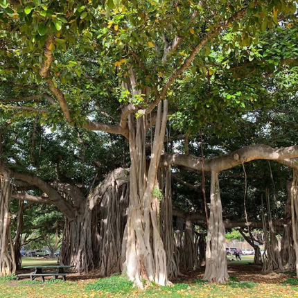 Nasiona Figowca Bengalskiego - Ficus Benghalensis
