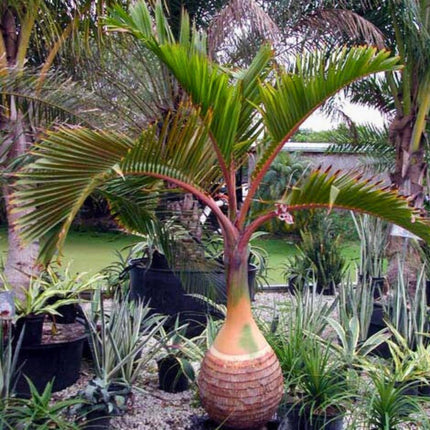 Nasiona Palmy Butelkowej - Hyophorbe Lagenicaulis