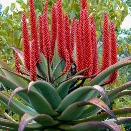 Nasiona Aloesu Uzbrojonego - Aloe Ferox