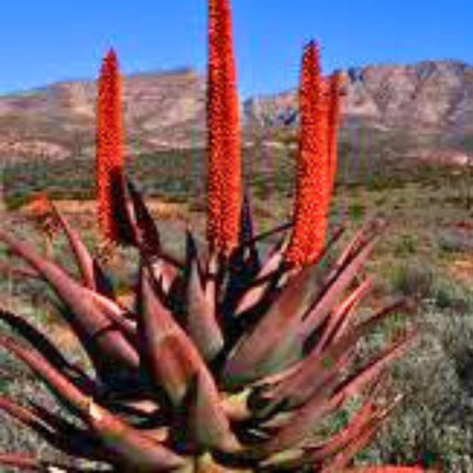 Nasiona Aloesu Uzbrojonego - Aloe Ferox