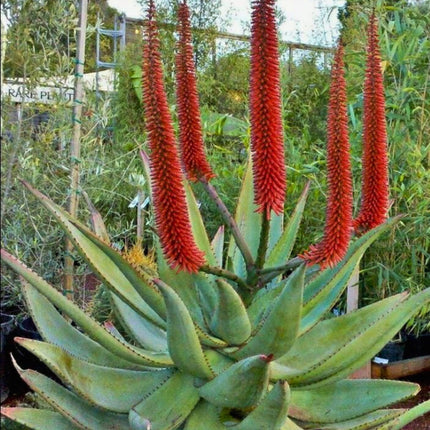 Nasiona Aloesu Uzbrojonego - Aloe Ferox