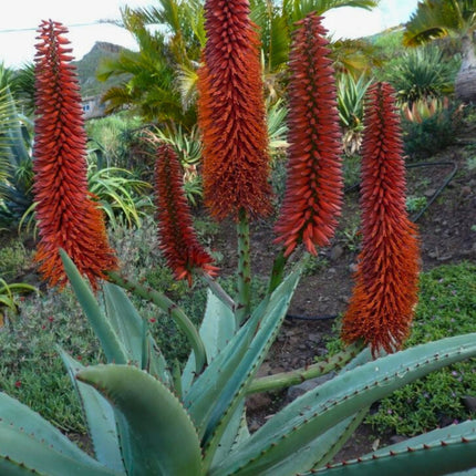 Nasiona Aloesu Uzbrojonego - Aloe Ferox