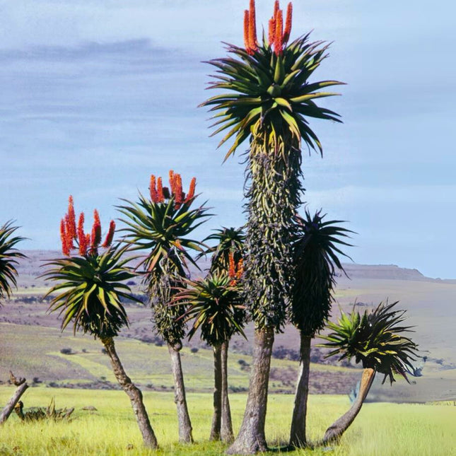 Nasiona Aloesu Uzbrojonego - Aloe Ferox