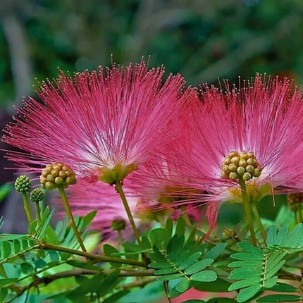 Nasiona Albicji Różowej - Albizia Julibrissin Rosea
