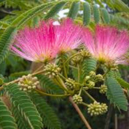 Nasiona Albicji Różowej - Albizia Julibrissin Rosea