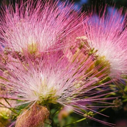 Nasiona Albicji Różowej - Albizia Julibrissin Rosea