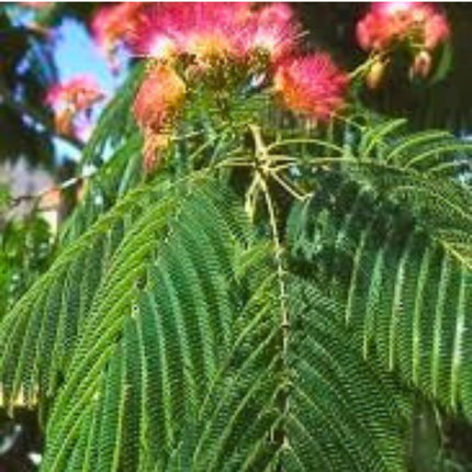 Nasiona Albicji Różowej - Albizia Julibrissin Rosea