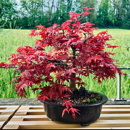 Nasiona Klonu Palmowego Czerwonolisnego - Acer Palmatum 'Atropurpureum'