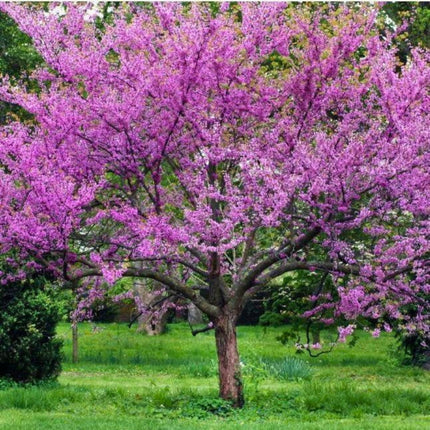 Nasiona Judaszowca Południowego - Cercis Siliquastrum