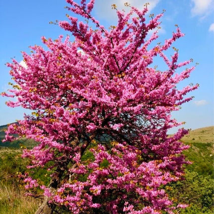Nasiona Judaszowca Południowego - Cercis Siliquastrum