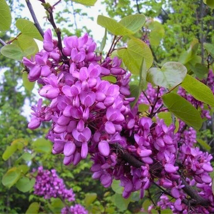 Nasiona Judaszowca Południowego - Cercis Siliquastrum