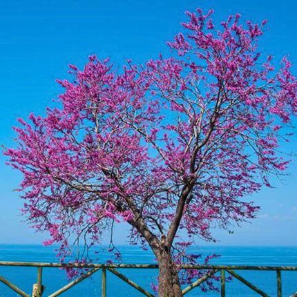 Nasiona Judaszowca Południowego - Cercis Siliquastrum
